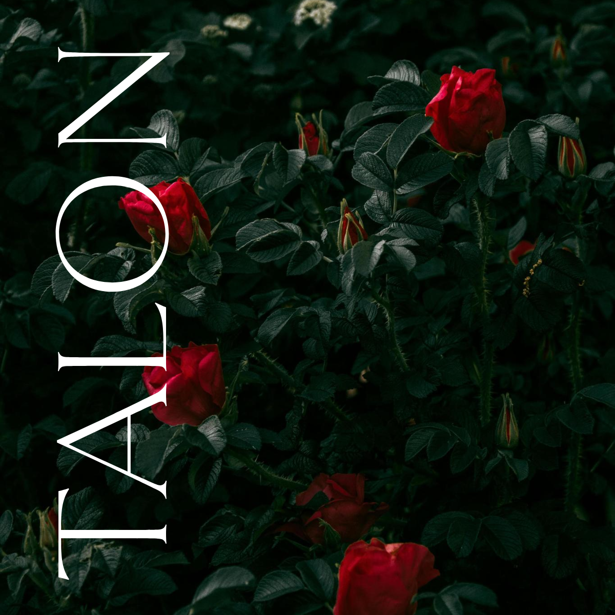 TALON X MCMC FRAGRANCES PERFUME